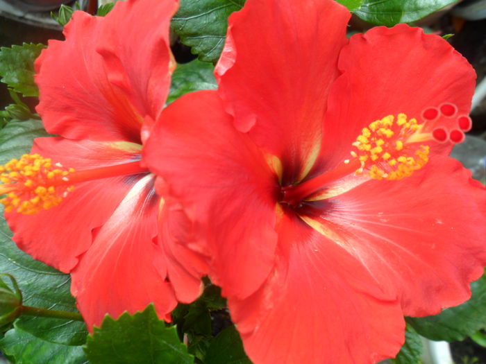 SAM_5329 - hibiscusi 2015-2