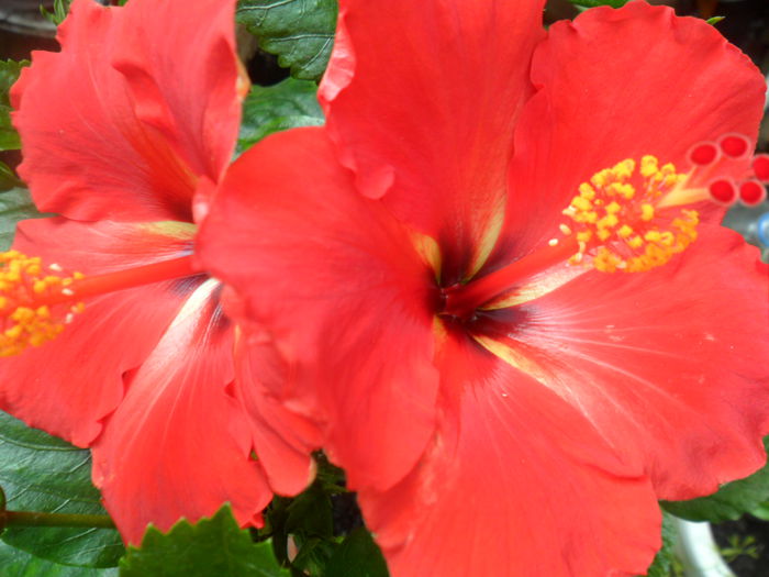 SAM_5330 - hibiscusi 2015-2