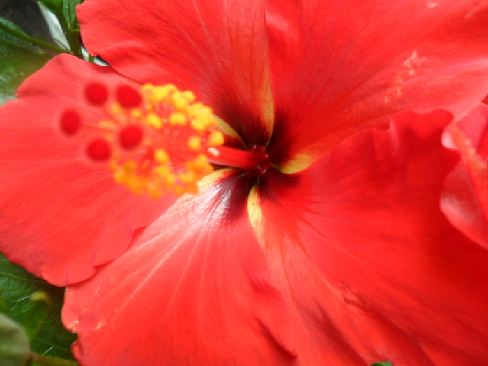 SAM_5331 - hibiscusi 2015-2