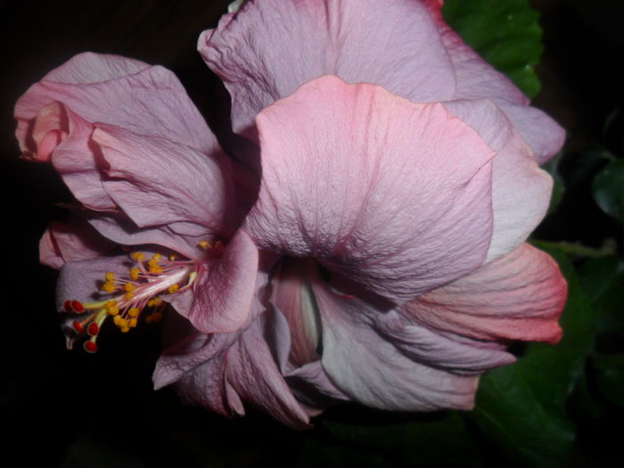 SAM_5310 - hibiscusi 2015-2