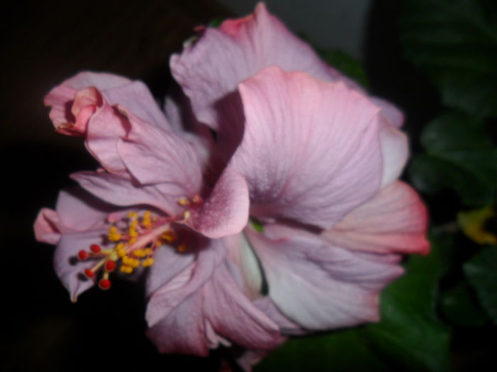 SAM_5311 - hibiscusi 2015-2