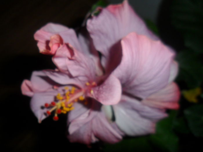 SAM_5312 - hibiscusi 2015-2