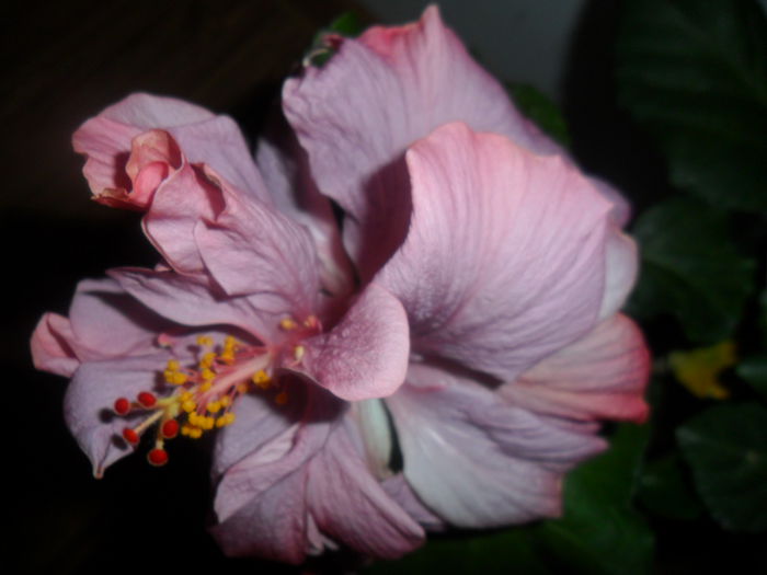 SAM_5313 - hibiscusi 2015-2