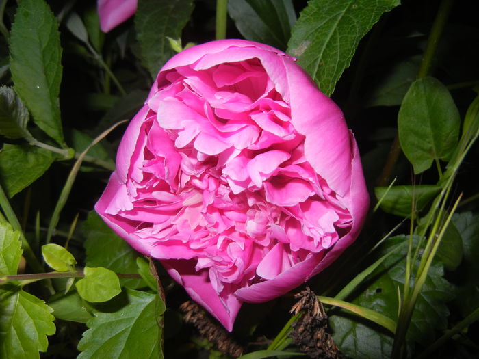 Peony. Bujor (2015, May 15)