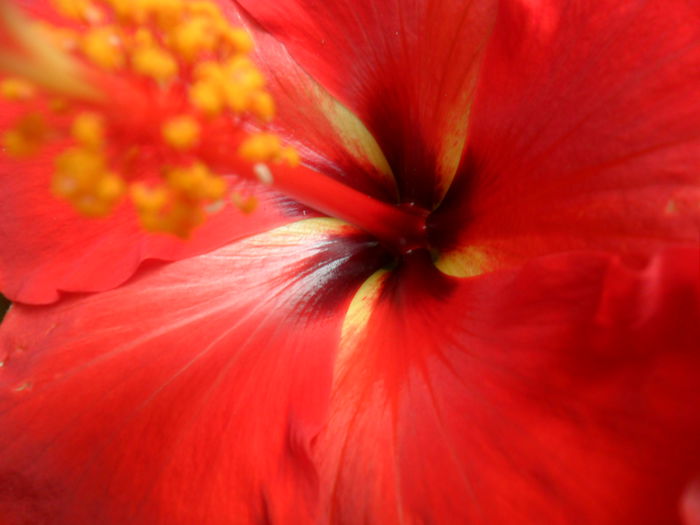 SAM_5328 - starly wind -1