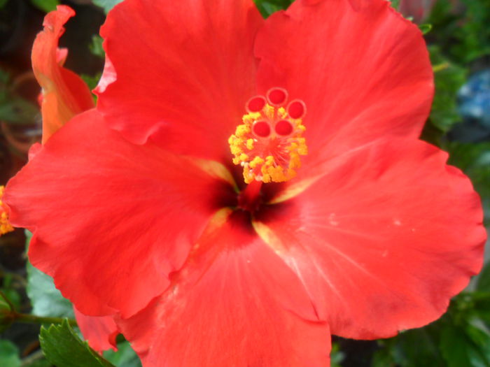 SAM_5332 - starly wind -1