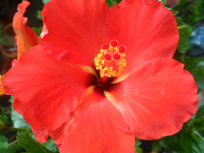 SAM_5333 - starly wind -1