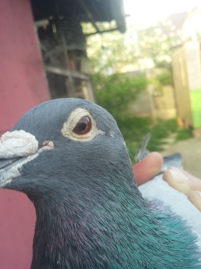 20150424_190403; Tot el.are 3 clasari.loc2 fond Regenzburg
