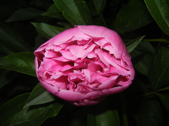 Peony. Bujor (2015, May 15) - BUJORI_Peony Paeonia