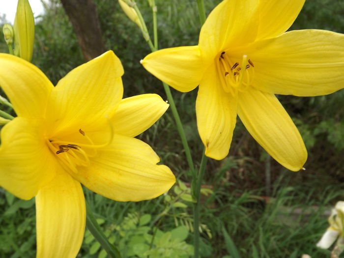 DSCF3887 - Flori amestec