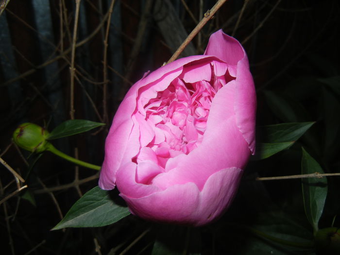 Peony. Bujor (2015, May 15) - BUJORI_Peony Paeonia