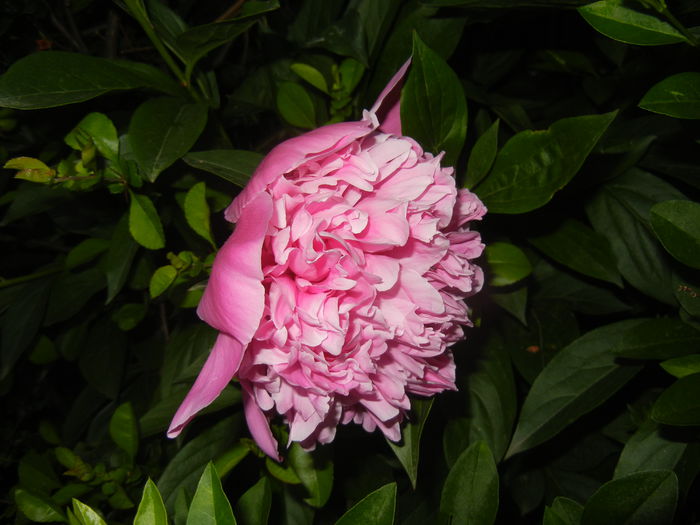 Peony. Bujor (2015, May 15) - BUJORI_Peony Paeonia