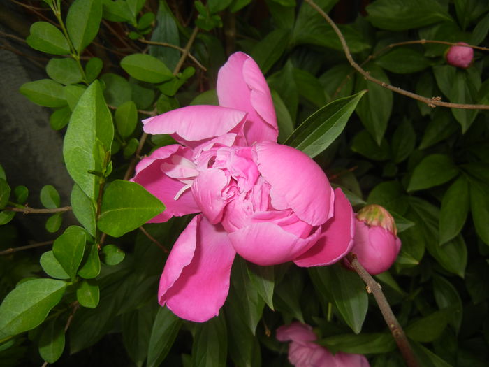 Peony. Bujor (2015, May 16) - BUJORI_Peony Paeonia