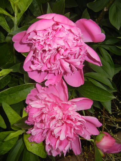 Peonies. Bujori (2015, May 16) - BUJORI_Peony Paeonia