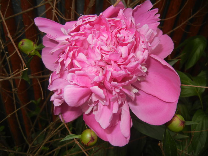 Peony. Bujor (2015, May 16) - BUJORI_Peony Paeonia