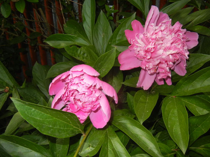 Peonies. Bujori (2015, May 16)