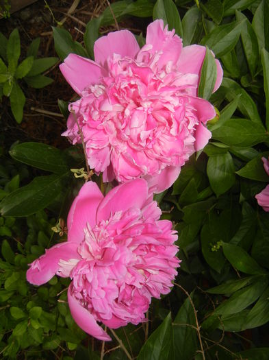 Peonies. Bujori (2015, May 16)