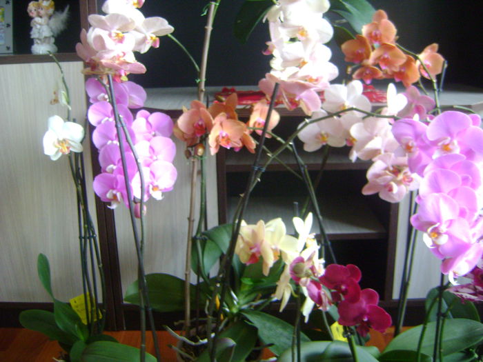 DSC07703 - ORHIDEE