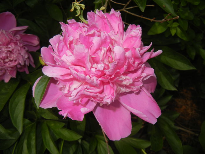 Peony. Bujor (2015, May 16)
