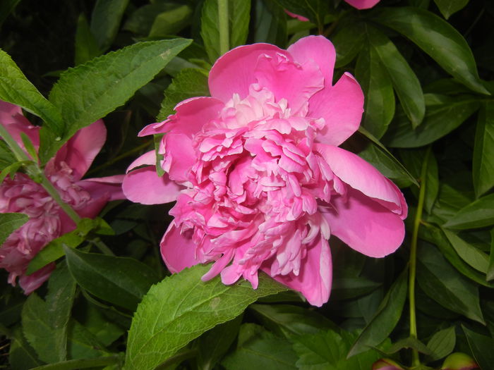 Peony. Bujor (2015, May 16)