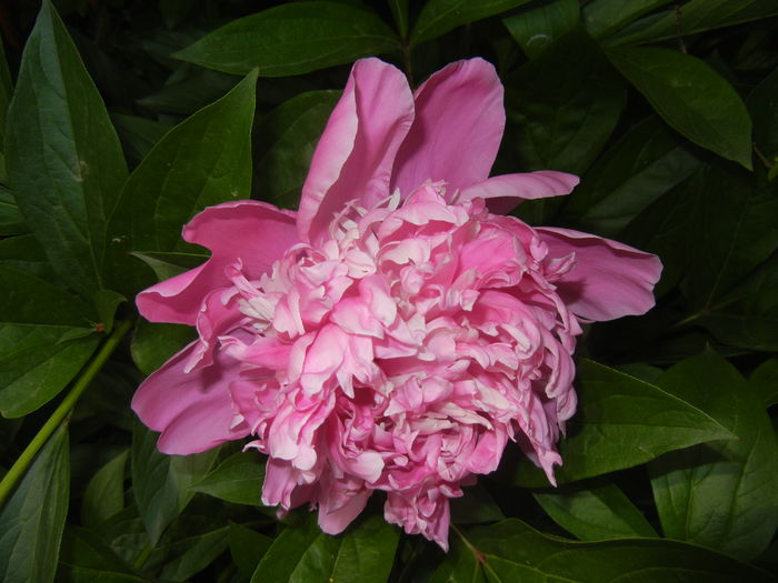 Peony. Bujor (2015, May 16)