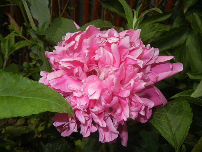 Peony. Bujor (2015, May 16)