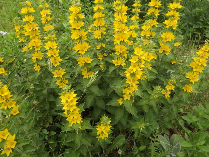 DSCF3890 - Flori amestec