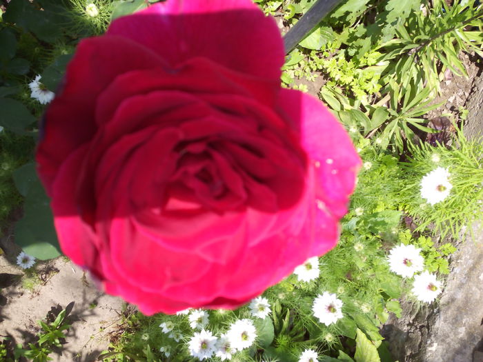 IMG_2015 - Trandafiri 2015