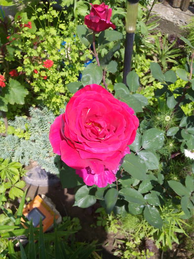 IMG_2015 - Trandafiri 2015