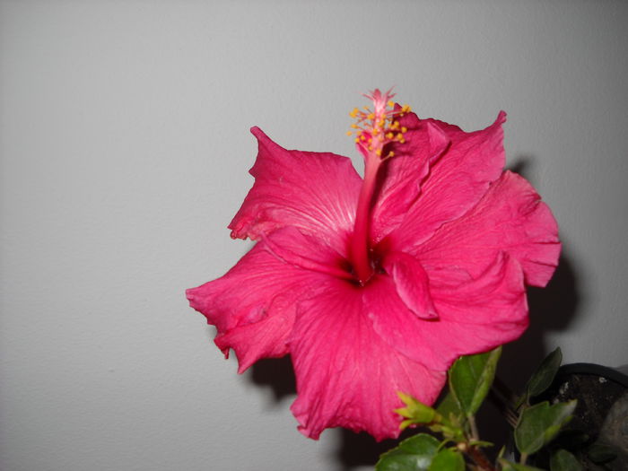 Cairo Rosa - HIBISCUS-2015