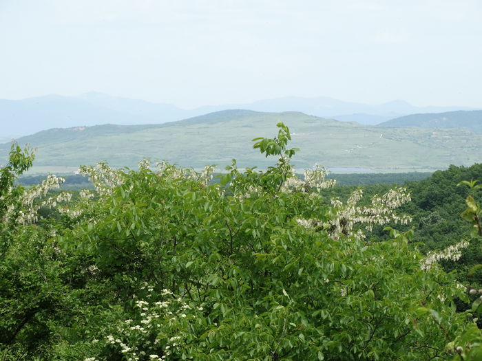 24.05.2015 salcamul in floare