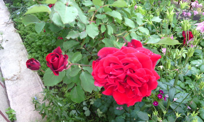 IMG_20150526_182324[1] - Trandafiri in gradina mea