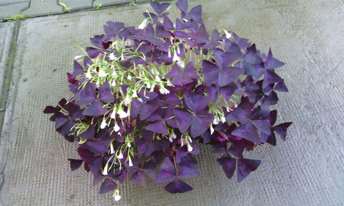 IMG_20150526_080611[1] - oxalis