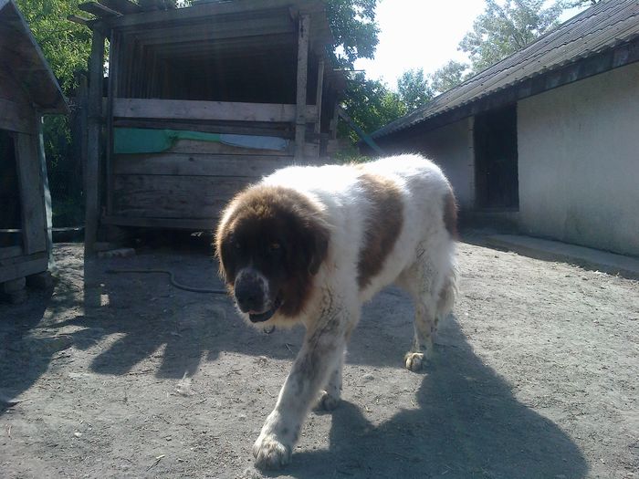240520152645 - ciobanesc de bucovina mascul