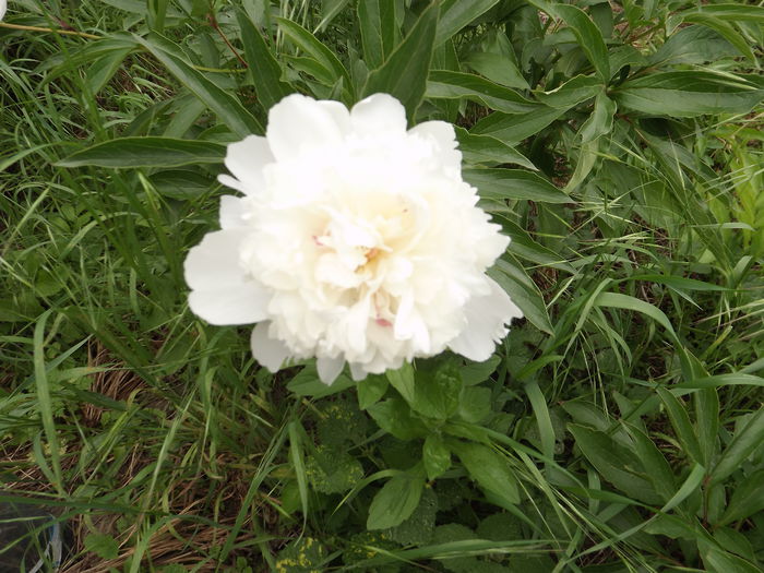 DSCF3892 - Flori amestec