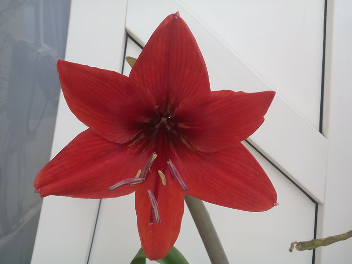 IMG_20150525_122634 - 2015 Amaryllis