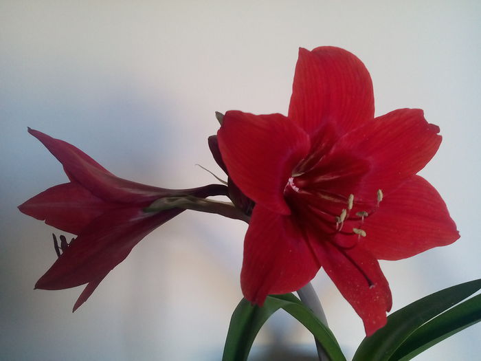 IMG_20150526_193954 - 2015 Amaryllis