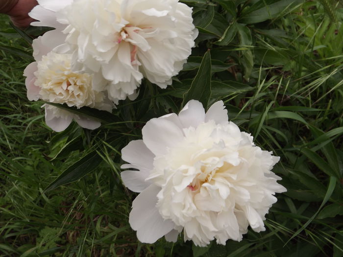 DSCF3893 - Flori amestec