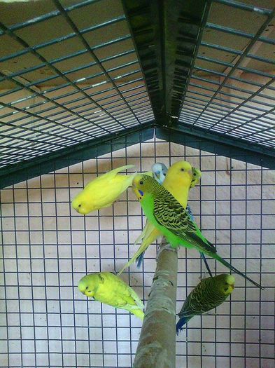 11262253_973647019346628_805328727_n