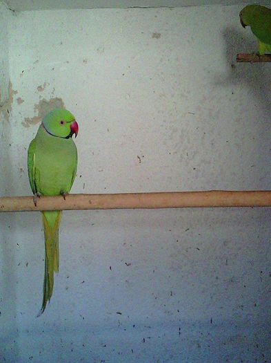 Copy of 11106249_953059794738684_912597269_n - micu alx