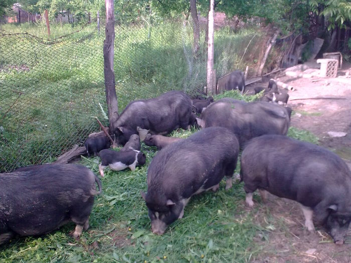 purcei rasa de vanzare GJ - purcei vietnamezi de vanzare