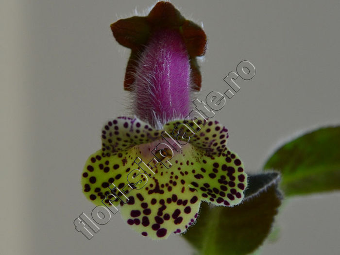 NEW 2015 - Kohleria Millie - KOHLERIA II 3