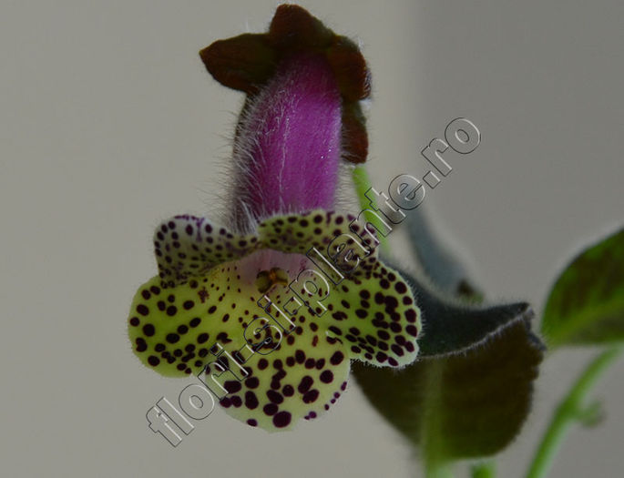 NEW 2015 - Kohleria Millie