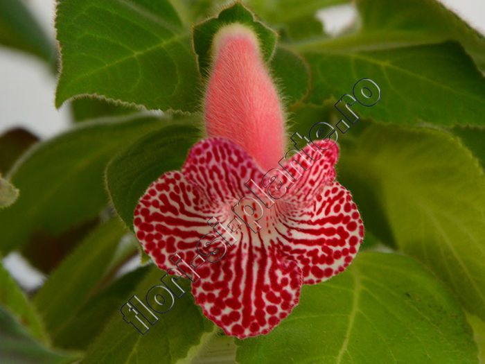 NEW 2015 - Luci s Rays - KOHLERIA IV - Hibrizii mei - My hybrids