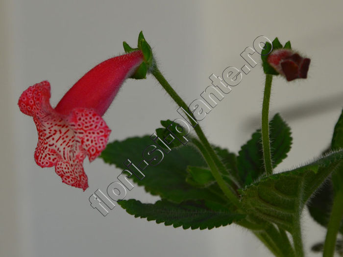 NEW 2015 - Kohleria Luci s Bubbles - KOHLERIA IV - Hibrizii mei - My hybrids