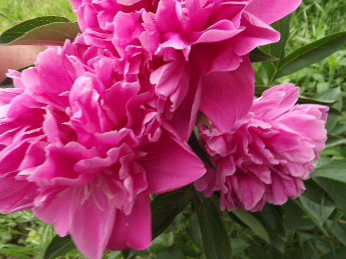 DSCF3896 - Flori amestec