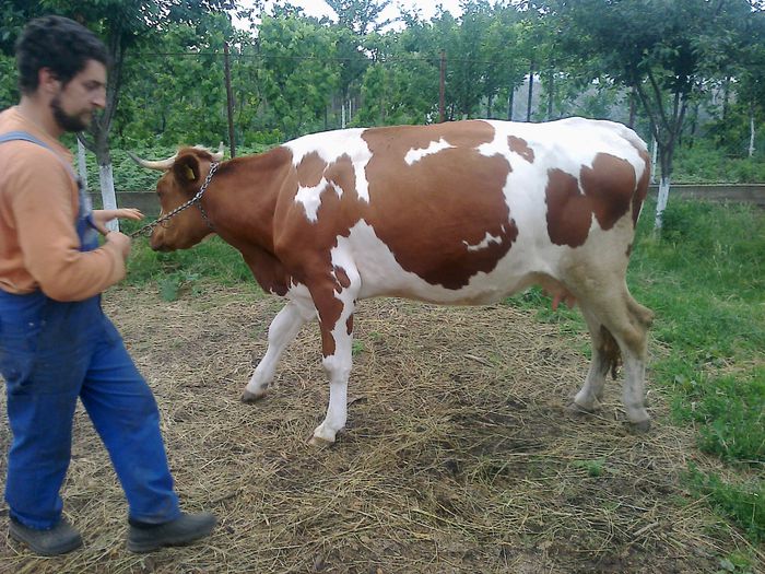 Eu si Vioara - Animalutele mele