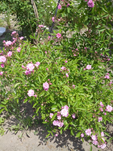 IMG_2015mini roza catarator