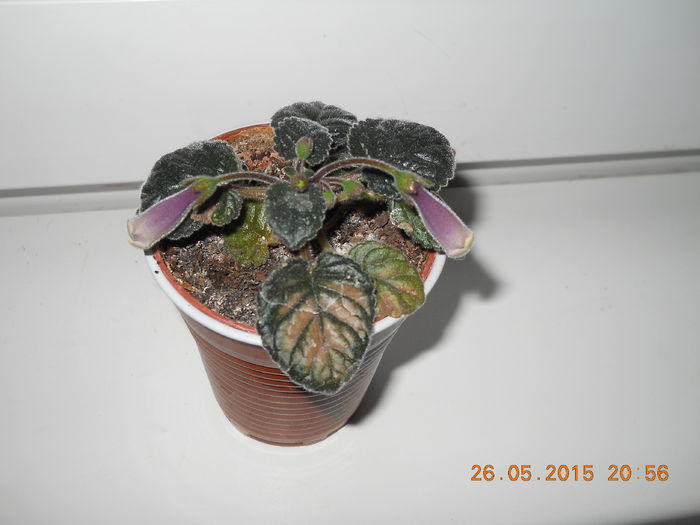 009 - SPLENDORILE VERII 2015