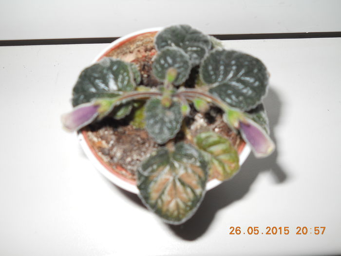 011 - SPLENDORILE VERII 2015